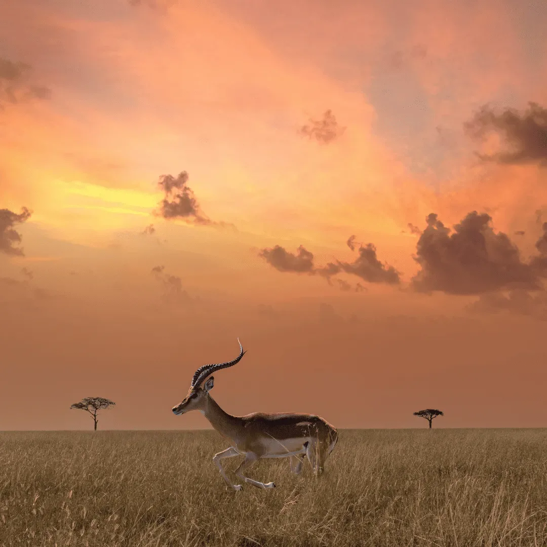 Antelope on the Tanzanian savannah at sunset during a guided safari