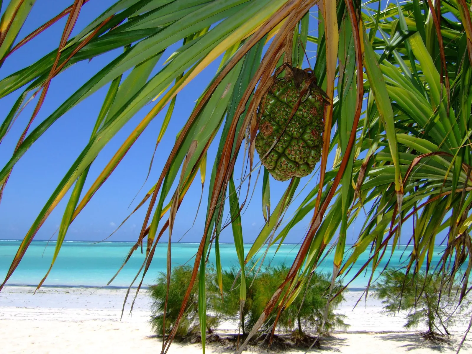 Zanzibar: An Unexplored Paradise in the Indian Ocean